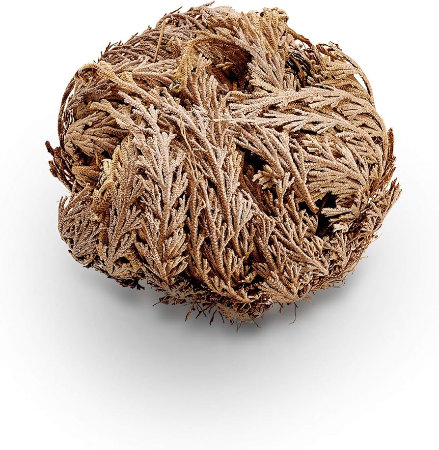 Rose of Jericho - Lighten Up Shop