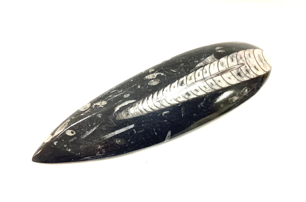 Orthoceras - Lighten Up Shop